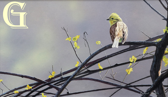 DEMAIN, MICHAEL DEMAIN, PAINTING, YELLOWHAMMER