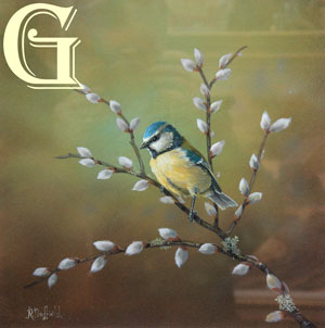 BLUETIT ON PUSSY WILLOW, original painting by Rick Duffield