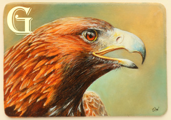 Sue Warner, original miniature painting, Golden Eagle