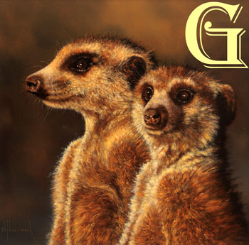 Stephen Park original oil painting, MEERKATS