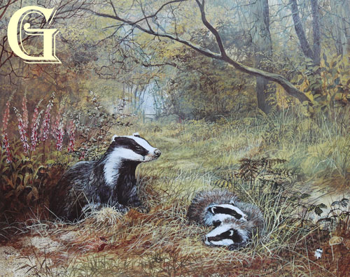 DAVID FEATHER, LIMITED EDITION PRINT, BADGER AND CUBS, PRINT