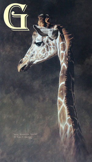 ALAN HUNT, LIMITED EDITION PRINT, BOLD AND BEAUTIFUL,  PRINT, YOUNG RETICULATED GIRAFFE