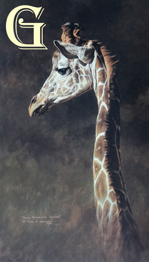 ALAN HUNT, LIMITED EDITION PRINT, BOLD AND BEAUTIFUL, PRINT, YOUNG RETICULATED GIRAFFE