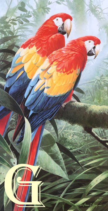 ADRIAN RIGBY, LIMITED EDITION PRINT, JEWEL OF THE JUNGLE, PRINT, SCARLET MACAWS