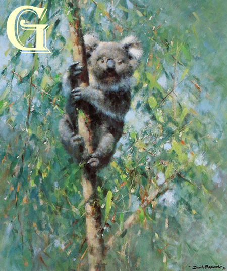 david shepherd, koala, limited edition print, david shepherd print