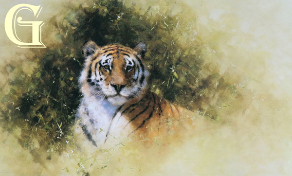 david shepherd, tiger, working sketch of tiger, limited edition print, david shepherd print