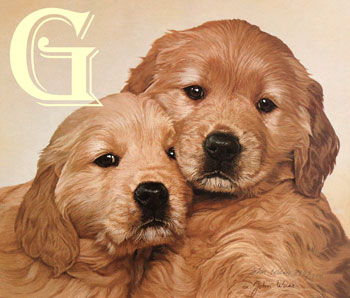 JOHN WEISS, LIMITED EDITION PRINT, GOOD AS GOLD, PRINT, GOLDEN RETRIEVER PUPPIES 