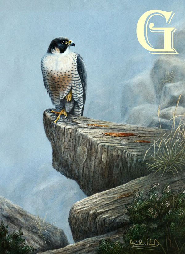 PROUD, ALISTAIR PROUD, PEREGRINE FALCON