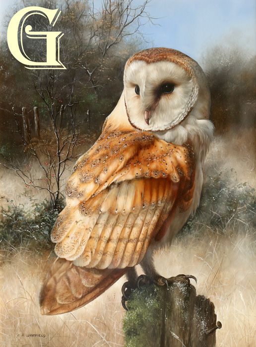 Carl Whitfield oil painting, BARN OWL