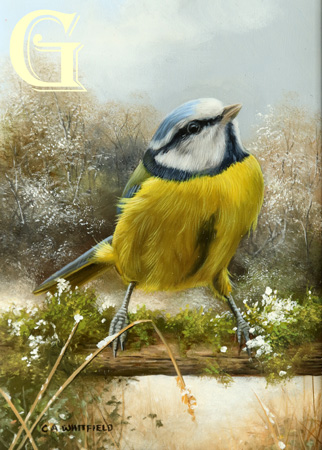 Carl Whitfield oil painting, BLUETIT