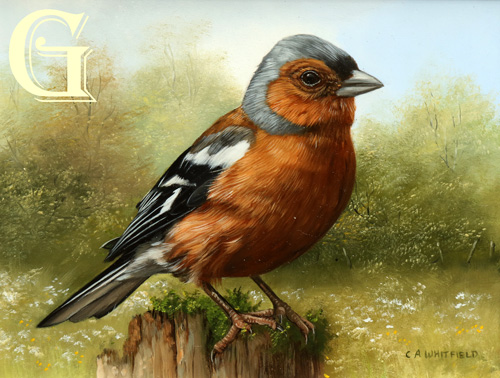 Carl Whitfield oil painting, CHAFFINCH