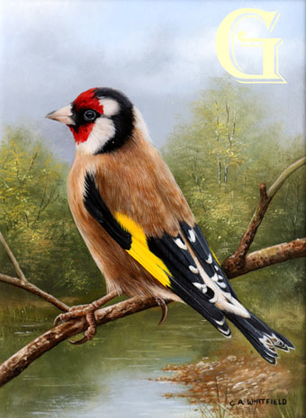 Carl Whitfield oil painting, GOLDFINCH