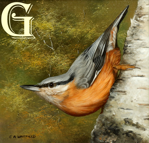 Carl Whitfield oil painting, NUTHATCH