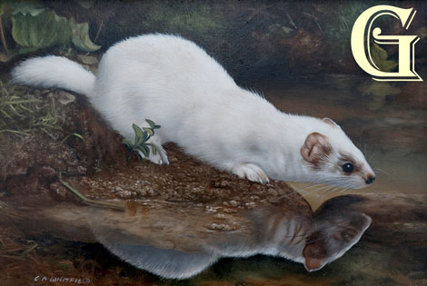 Carl Whitfield oil painting,REFLECTIONS OF ERMINE