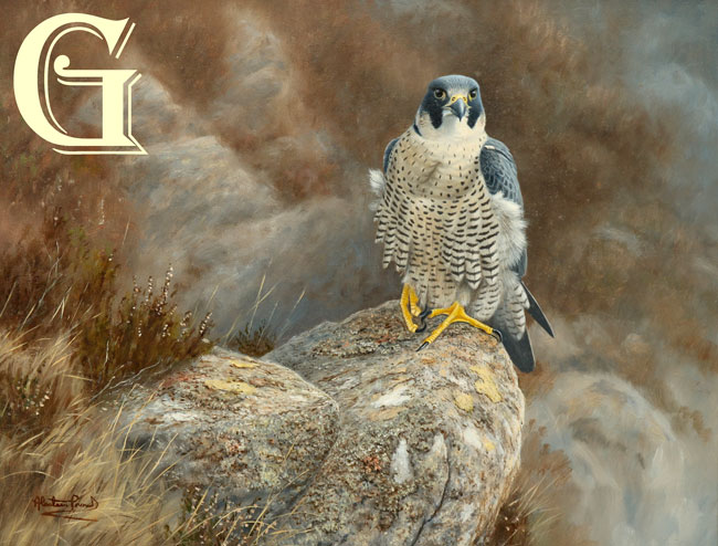 PROUD, ALISTAIR PROUD, PEREGRINE FALCON ON PEMBROKESHIRE ROCKS